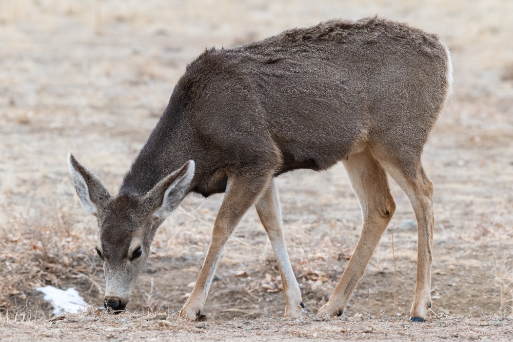 mule-deer-doe-montana
