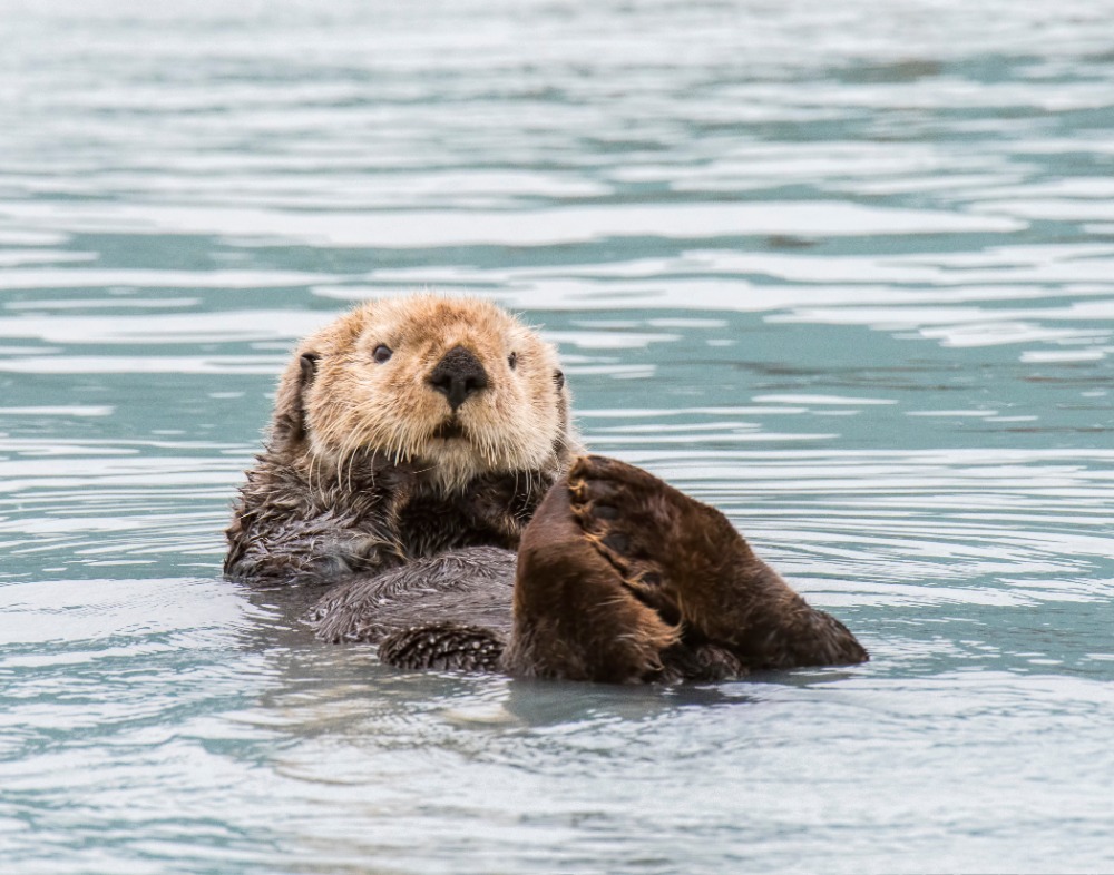 sea-otter-alaska