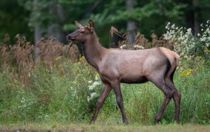 west-virginia-elk-calf