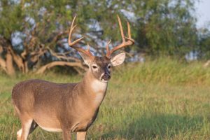 whitetail-buck-louisiana