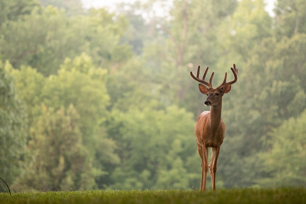 whitetail-deer-georgia