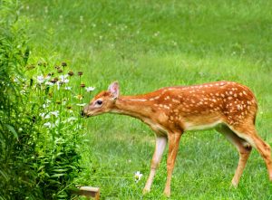 whitetail-fawn-wisconsin