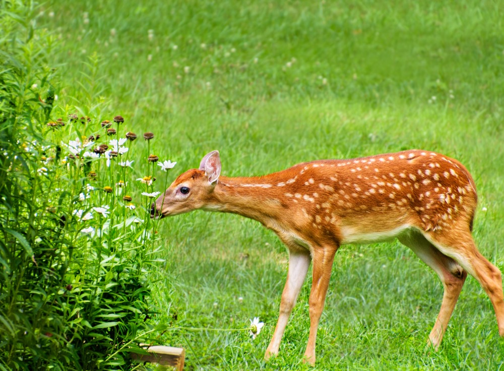 whitetail-fawn-wisconsin