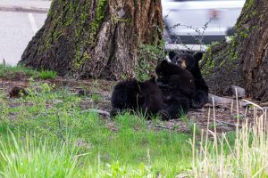 black0bears-residential-neighborhood