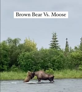 brown-bear-vs-moose