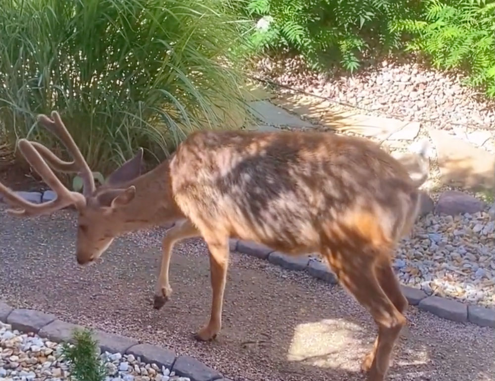 colorado-mule-deer-limping