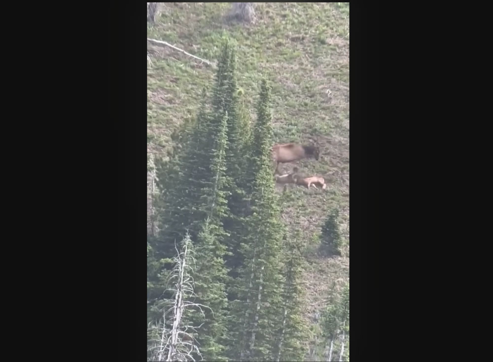 cow-elk-attacks-mountain-lion