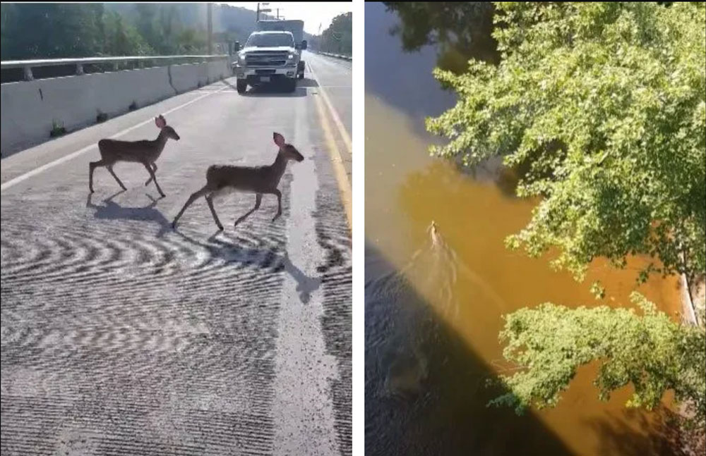deer-jumping-from-bridge