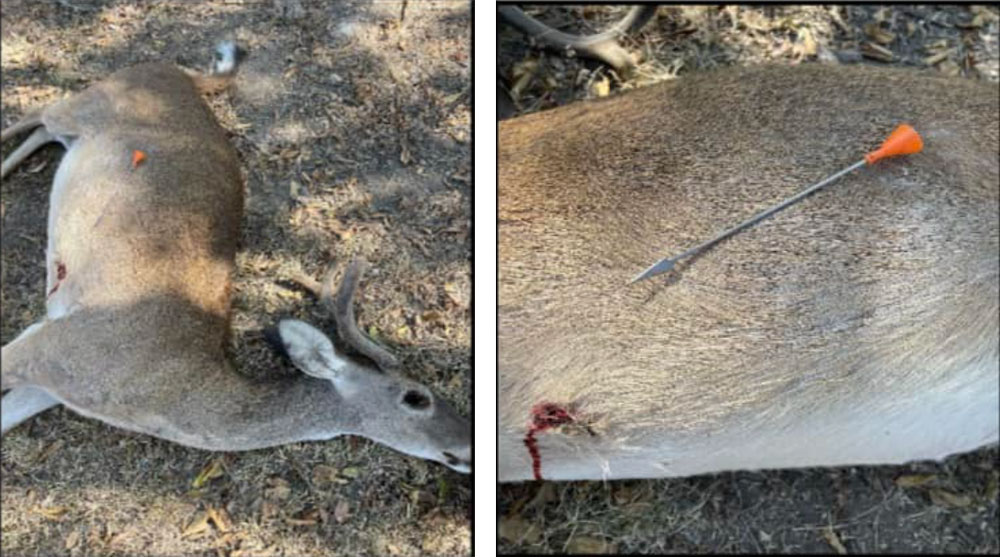 deer-shot-with-blowdart