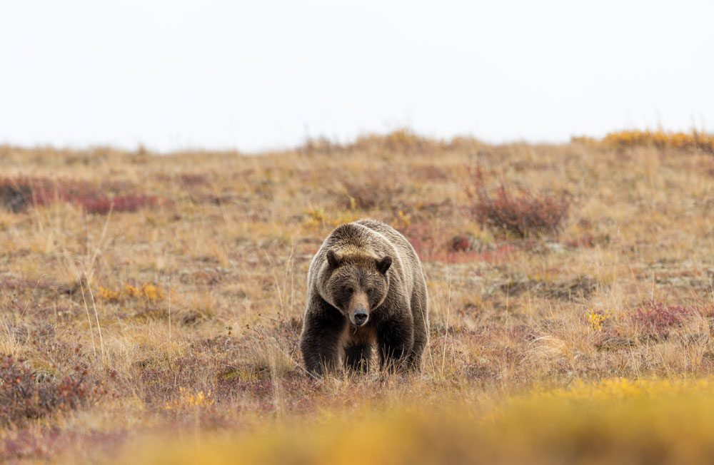 grizzly-bear-montana