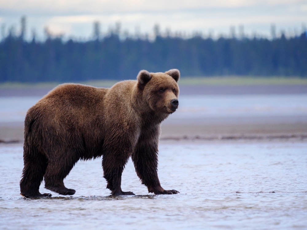 grizzly-bear-wyoming