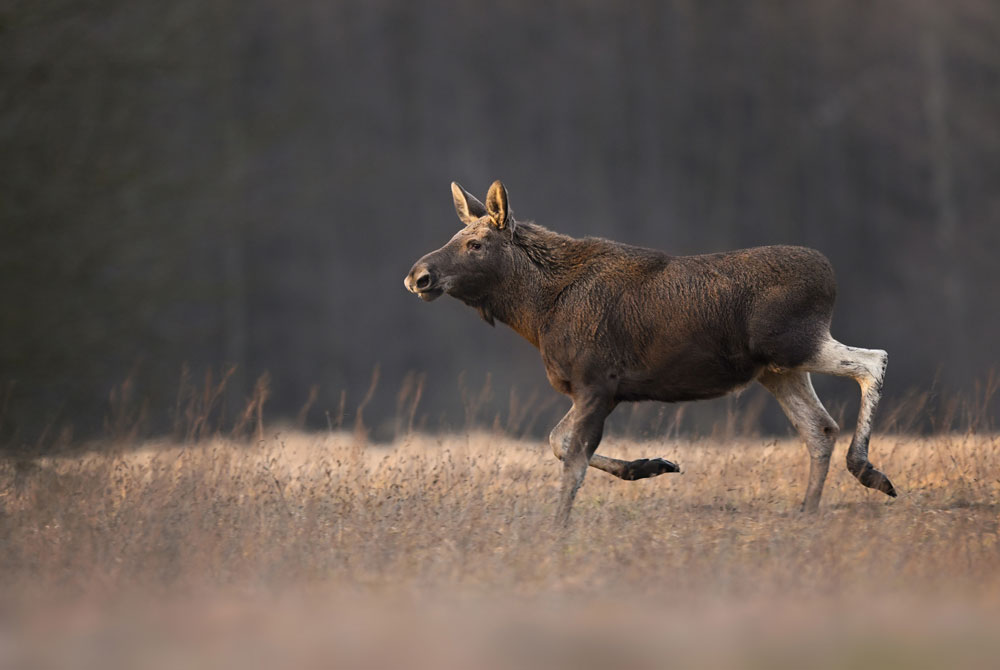 moose-calf-ontario