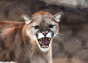 mountain-lion-billings