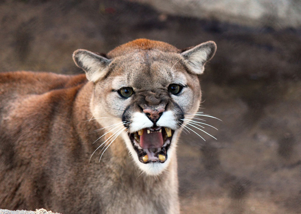 mountain-lion-billings