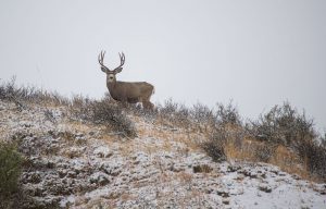 mule-deer-buck-montana