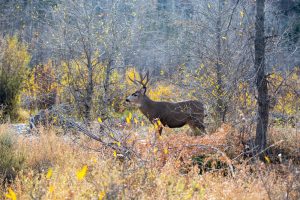 mule-deer-nebraska