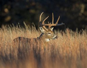 whitetail-buck-pennsylvania