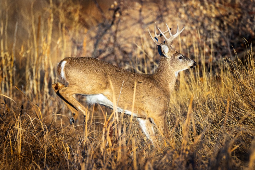 whitetail-buck-pennsylvania