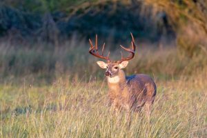 whitetail-buck-vermont