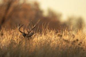 whitetail-buck-wisconsin