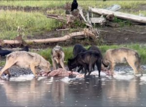 wolves-at-elk-carcass