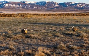 wyoming-sage-grouse