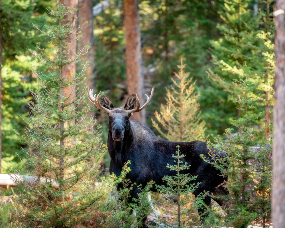 young-bull-moose-minnesota