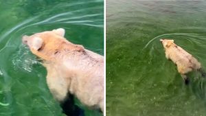 bear-snorkeling-alaska