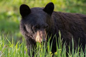 black-bear-new-jersey