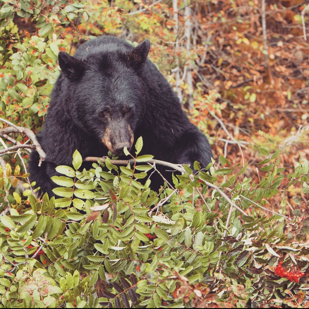 “Scientifically Regulated Hunting Seasons” Lead to Healthy Black Bear