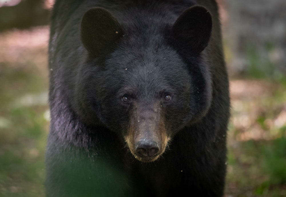 black-bear-washington