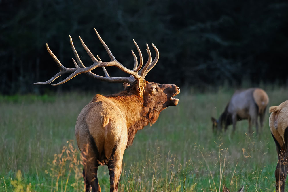 bugling-elk-montana