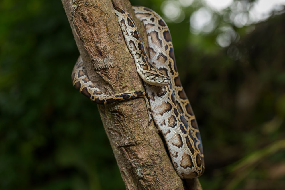 burmese-python-florida
