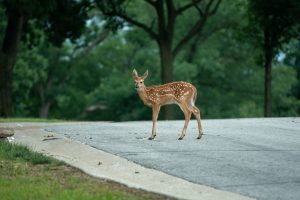 deer-nj-streets