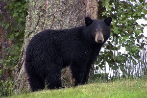 florida-black-bear