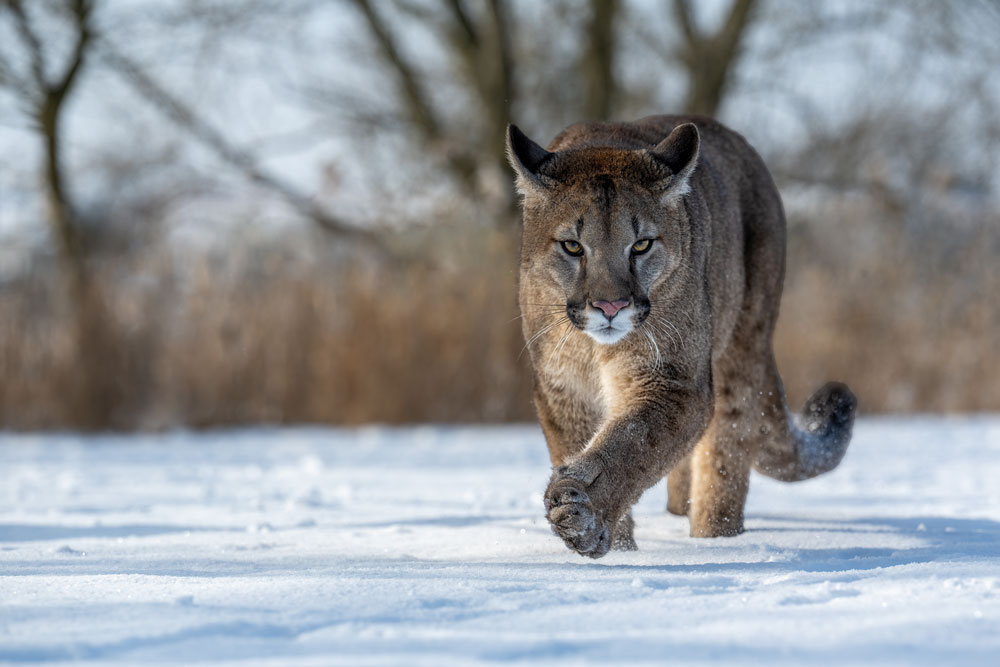 mountain-lion-colorado