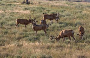 mule-deer-bucks-washington