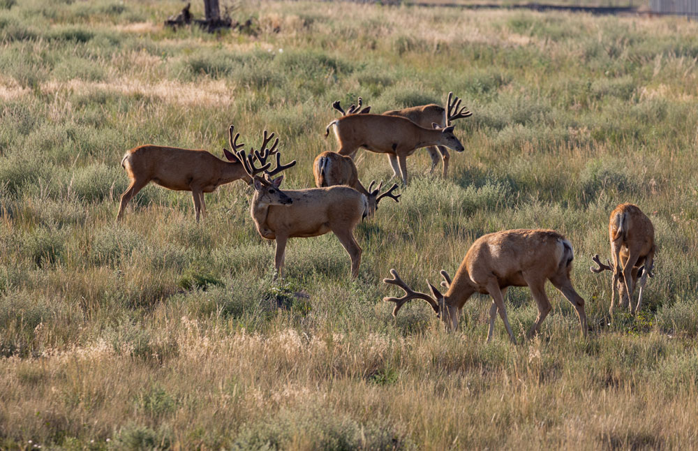 mule-deer-bucks-washington