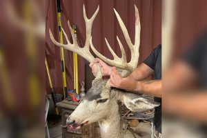 mule-deer-poached-nevada