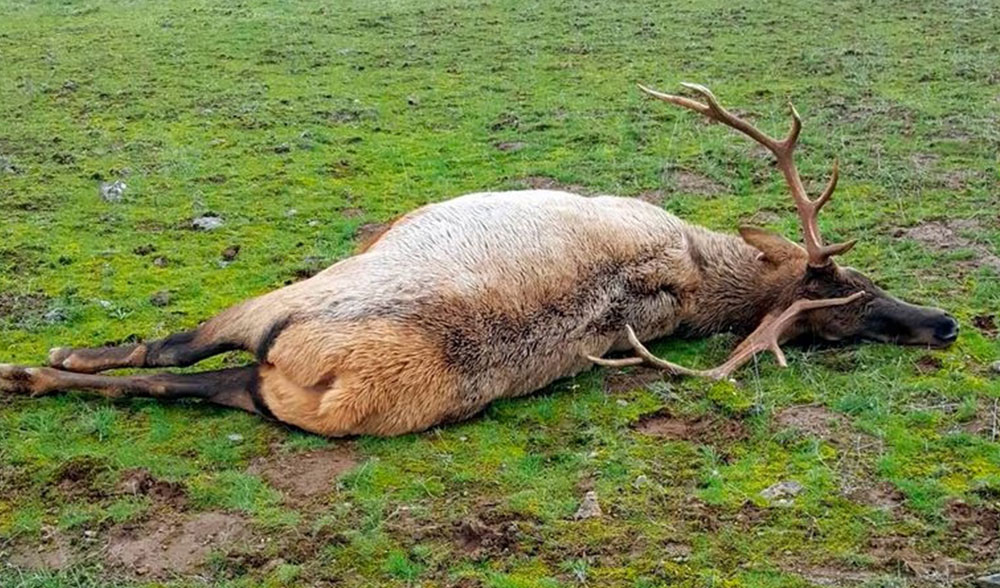 poached-elk-oregon