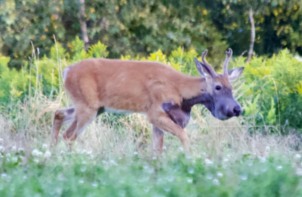 purple-deer-maine-broadside