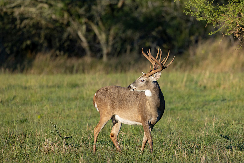 whitetail-buck-pennsylvania