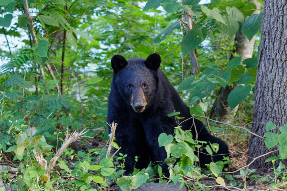 black-bear-new-jersey