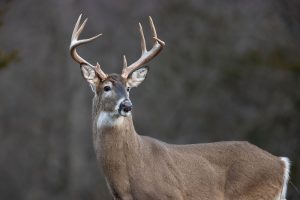 buck-tennessee