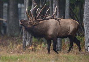 bull-elk-kentucky