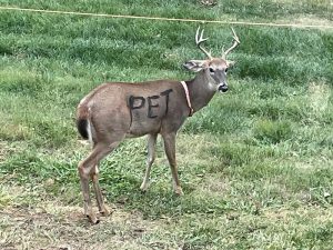 collar-pet-deer