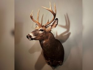 deer-mount