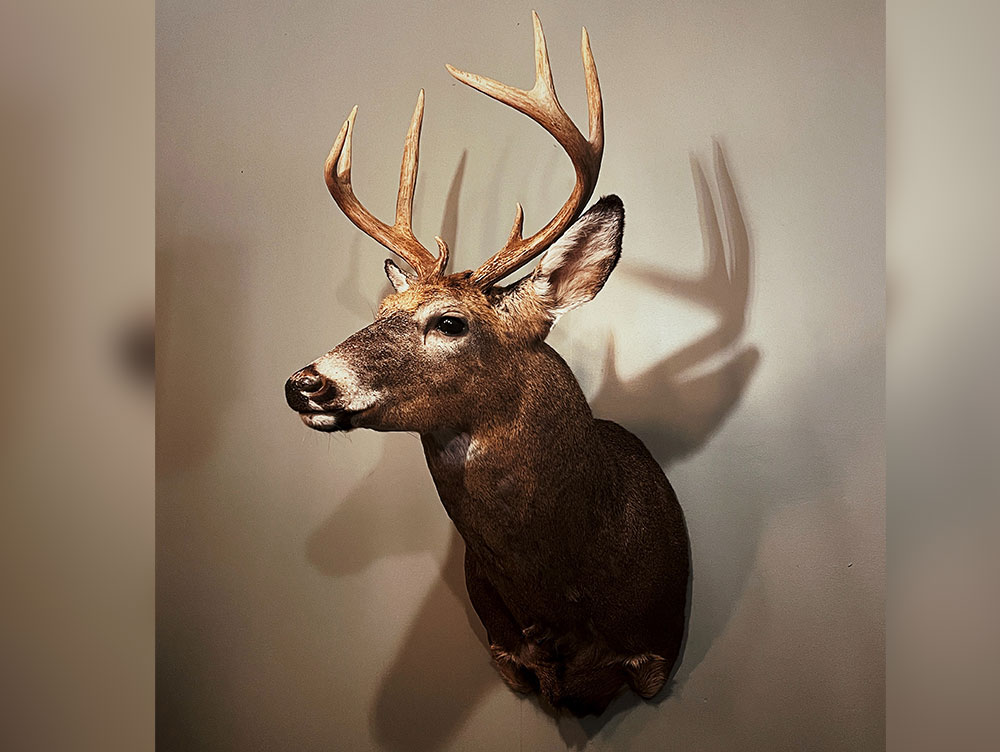 deer-mount