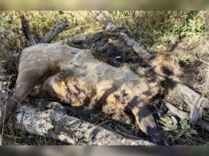 headless-elk-utah