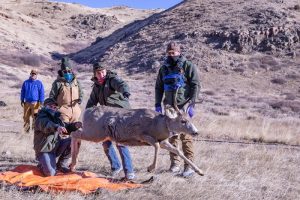 mule-deer-study-wyoming